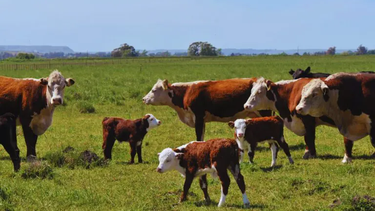 Una herramienta alternativa para avanzar hacia estrategias complementarias para el control de los parásitos en bovinos Una herramienta alternativa para avanzar hacia estrategias complementarias para el control de los parásitos en bovinos