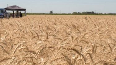 La intención de siembra del trigo para este invierno es superior a la de la campaña pasada. La intención de siembra del trigo para este invierno es superior a la de la campaña pasada.