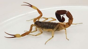 El calor extremo y la sequía favorecieron un aumento sostenido de alacranes en Ramallo. El calor extremo y la sequía favorecieron un aumento sostenido de alacranes en Ramallo.