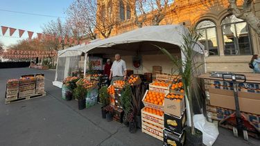 Por la amenaza de HLB y existe un alerta. SENASA no aplica medidas preventivas Por la amenaza de HLB y existe un alerta. SENASA no aplica medidas preventivas