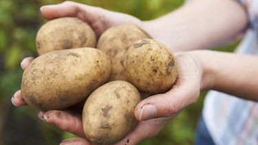 El Día Internacional de la Papa busca destacar su legado cultural, su aporte nutricional y su versatilidad en la cocina tradicional y moderna. El Día Internacional de la Papa busca destacar su legado cultural, su aporte nutricional y su versatilidad en la cocina tradicional y moderna.