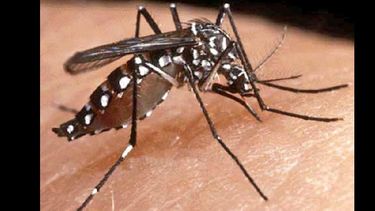 Se abordarán conceptos vinculados a los insectos con relación a lo sanitario. (INTERNET)