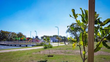 En solo una semana más de 600 pergaminenses registraron el pedido de árboles para sus veredas.&nbsp;