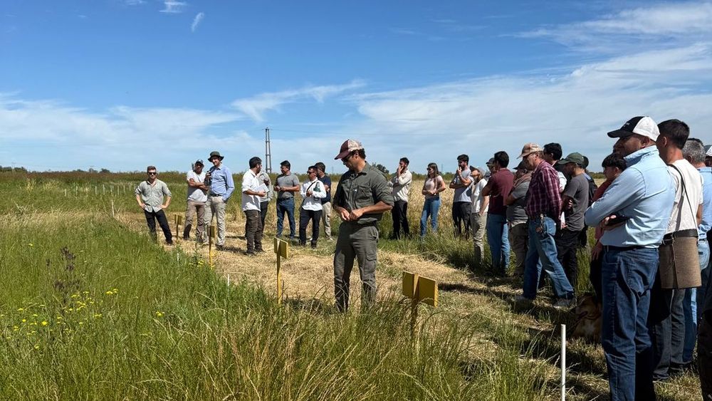 Estudio del INTA Pergamino detectó casos iniciales en lotes del norte de la provincia Estudio del INTA Pergamino detectó casos iniciales en lotes del norte de la provincia