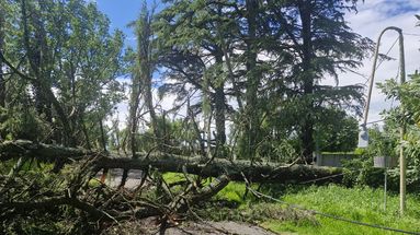 En el barrio Aeroclub en Los Pinos, entre Los Arrayanes y Aconcagua se cayó un árbol que dejó la circulación obstruida. En el barrio Aeroclub en Los Pinos, entre Los Arrayanes y Aconcagua se cayó un árbol que dejó la circulación obstruida.