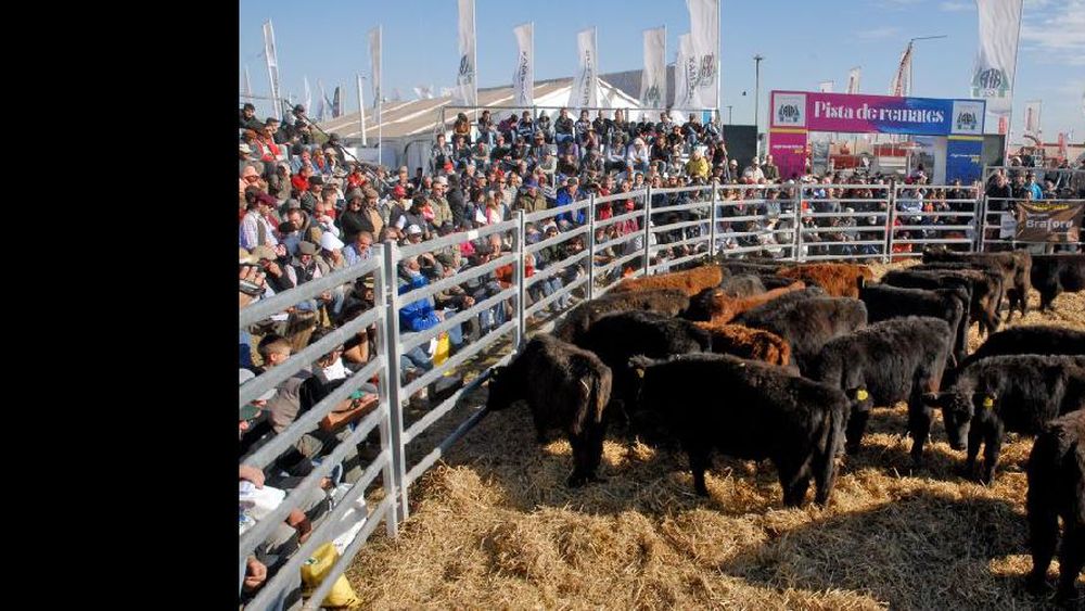 AFA será el consignatario único y oficial en la exposición de Monje.  (AGROACTIVA)