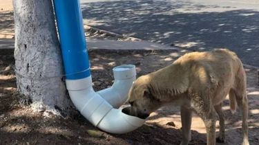 Las acciones bienintencionadas, como dejar alimento en la vía pública, pueden cambiar el comportamiento de los perros.