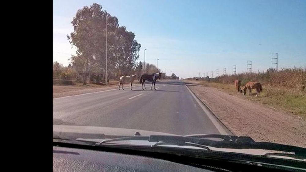 La presencia de caballos sueltos es un tema recurrente en la ruta Nº 178. (ARCHIVO LA OPINION)