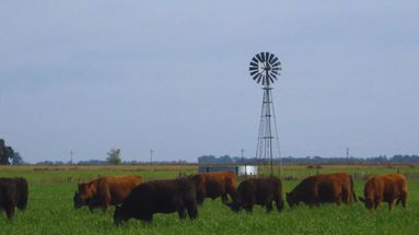 La carne de sistemas pastoriles se destaca por su valor nutricional La carne de sistemas pastoriles se destaca por su valor nutricional