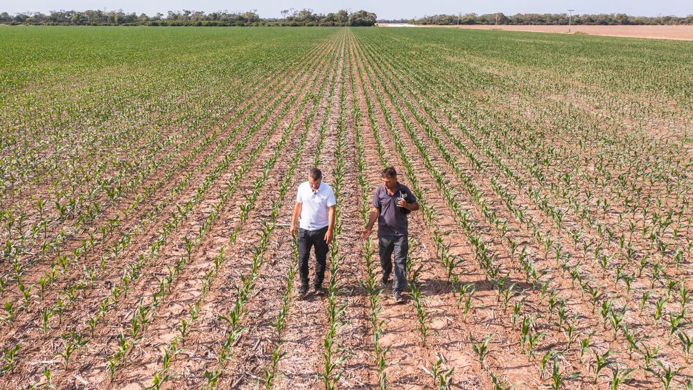 Un nuevo pulso para medir al agro: la BCR lanzó el IACA y confirmó la fortaleza del sector Un nuevo pulso para medir al agro: la BCR lanzó el IACA y confirmó la fortaleza del sector