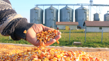 El aporte a la industrialización: el maíz está en casi todos lados El aporte a la industrialización: el maíz está en casi todos lados
