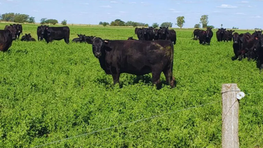 inta: produccion y eficiencia: los nuevos desafios de la ganaderia argentina inta: produccion y eficiencia: los nuevos desafios de la ganaderia argentina