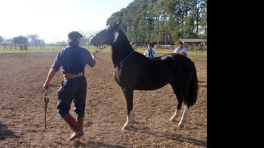 El nivel y la cantidad de animales presentados en la exposición fue excelente.  (LA OPINION)