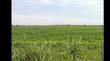 Los alquileres de los campos, presionados a la baja
