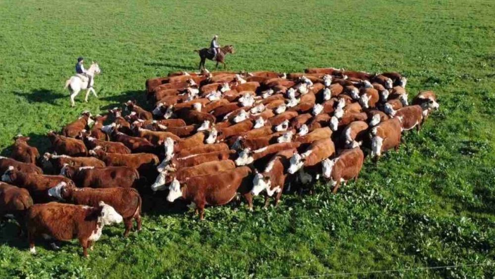 Especialistas coinciden en que lo ocurrido con la ganadería en 2025 respondió a una combinación poco frecuente de factores.