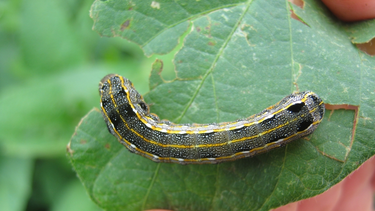 Más de mil adultos de la plaga en trampas de luz en menos de diez días. Más de mil adultos de la plaga en trampas de luz en menos de diez días.