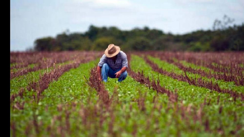 La agricultura desempeña un papel muy importante en el desarrollo de los pueblos. (ARCHIVO)