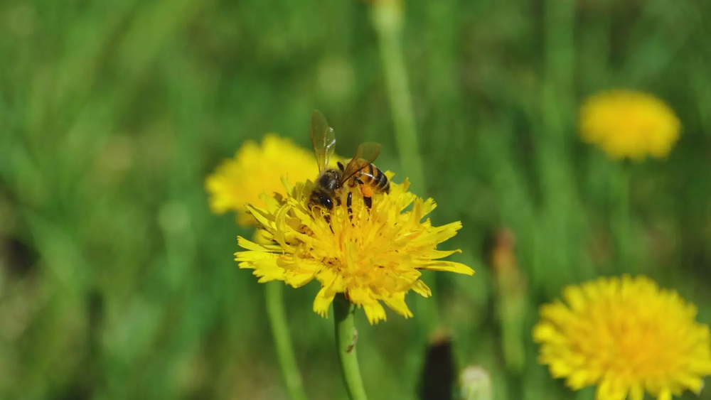 La diversificación de la apicultura con polen se consolida como una alternativa sostenible. La diversificación de la apicultura con polen se consolida como una alternativa sostenible.