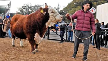 Místico es el nombre del primer ejemplar vacuno que ingresó para la Exposición de la SRA. Místico es el nombre del primer ejemplar vacuno que ingresó para la Exposición de la SRA.