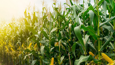 desde entre rios, mostraron las claves para reducir la brecha del maiz desde entre rios, mostraron las claves para reducir la brecha del maiz