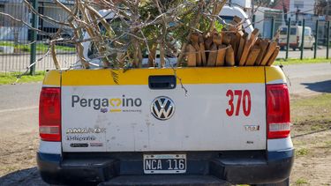 Pergamino refuerza su compromiso con  el arbolado público y la biodiversidad