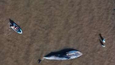 Una ballena sin vida apareció en la costa del Río de la Plata a la altura de Vicente López este miércoles. Una ballena sin vida apareció en la costa del Río de la Plata a la altura de Vicente López este miércoles.