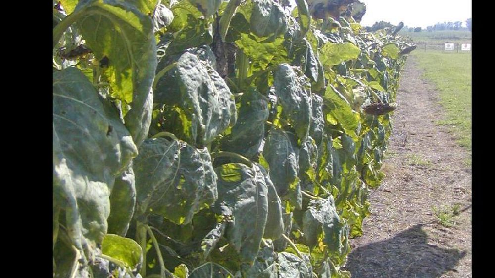 Hasta ahora se trillaron unas 748.000 hectáreas de girasol.  (ARCHIVO LA OPINION)