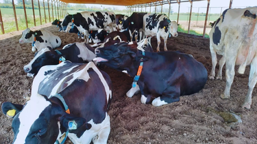 La tecnología en lechería es clave para lograr resultados óptimos. La tecnología en lechería es clave para lograr resultados óptimos.