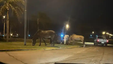 El tributo está dentro de la denominada tasa por servicios varios y comprende el racionamiento para animales secuestrados. El costo, por animal y por día, es de 16 521 pesos, según lo establece la Impositiva para el año que viene. El tributo está dentro de la denominada tasa por servicios varios y comprende el racionamiento para animales secuestrados. El costo, por animal y por día, es de 16 521 pesos, según lo establece la Impositiva para el año que viene.