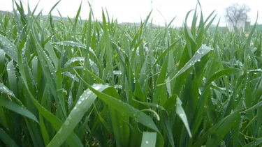 se reacomoda el mapa del clima: calor y lluvias en el inicio de la primavera agricola se reacomoda el mapa del clima: calor y lluvias en el inicio de la primavera agricola