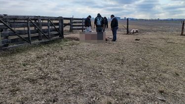 Cuatreros faenaron dos vacas preñadas en un campo privado Cuatreros faenaron dos vacas preñadas en un campo privado