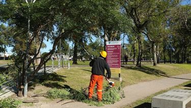 Espacios Verdes avanza en Pergamino con podas y prepara un operativo intensivo de recorte de raíces