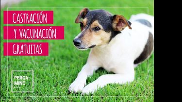 Veterinaria organiza hasta el jueves el trabajo del móvil en barrio Centenario. (LA OPINION)