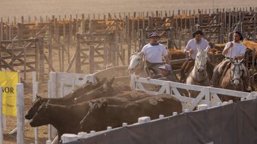 Los créditos para la ganadería aumentaron en el tercer trimestre. Los créditos para la ganadería aumentaron en el tercer trimestre.