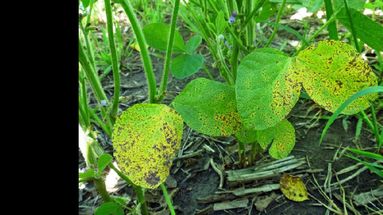 La enfermedad se manifiesta en las semanas iniciales del cultivo. (INTA PERGAMINO)
