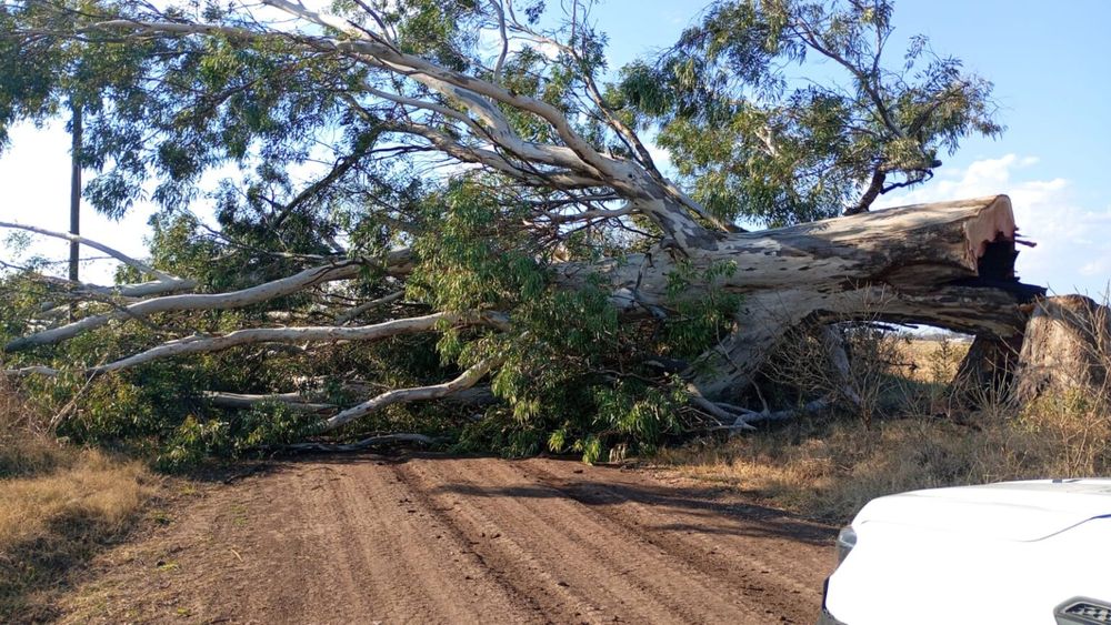 Peligro en los árboles: la Municipalidad de Pergamino advierte sobre podas no autorizadas