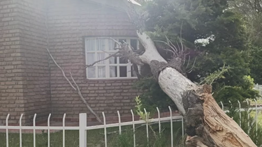 caída de árboles marcaron los daños en barrios afectados por el viento en Chubut caída de árboles marcaron los daños en barrios afectados por el viento en Chubut