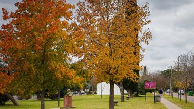 El plan de forestación en Pergamino se afianza con participación y compromiso ciudadano