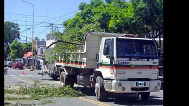 La poda del arbolado solamente puede realizarla el personal municipal. (LA OPINION)