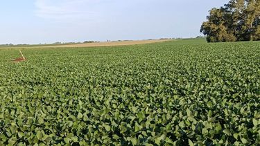 Por esta retracción de lluvias, los lotes de soja de primera en condiciones regulares aumentaron 13 puntos. Por esta retracción de lluvias, los lotes de soja de primera en condiciones regulares aumentaron 13 puntos.