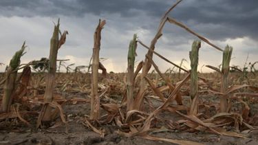 El Instituto Nacional de Tecnología Agropecuaria (INTA) advirtió sobre un probable regreso del fenómeno climático La Niña en la segunda mitad del año, tras el debilitamiento de El Niño.