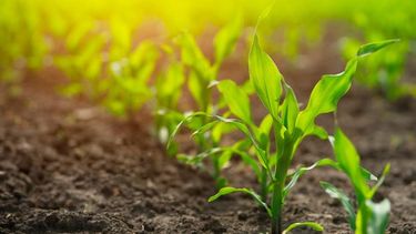 Se genera un claro alivio para los cultivos estivales, como el maíz temprano y la soja de segunda. Se genera un claro alivio para los cultivos estivales, como el maíz temprano y la soja de segunda.