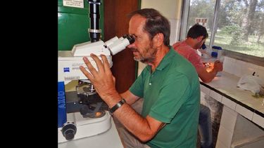 Ivancovich y Lavilla trabajando en el laboratorio.  (INTA PERGAMINO)