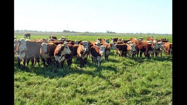 Pasturas, uno de los temas a abordar mañana.  (ARCHIVO LA OPINION)