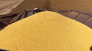 El factor determinante detrás de esta dinámica en soja sigue siendo el escenario productivo en Sudamérica. El factor determinante detrás de esta dinámica en soja sigue siendo el escenario productivo en Sudamérica.