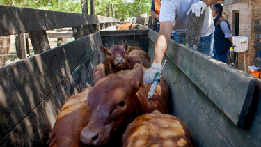 fiebre aftosa: dejar de vacunar seria un acto de irresponsabilidad enorme, dicen en cra fiebre aftosa: dejar de vacunar seria un acto de irresponsabilidad enorme, dicen en cra