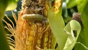 El dato surge de un relevamiento de plagas, malezas y enfermedades que Aapresid El dato surge de un relevamiento de plagas, malezas y enfermedades que Aapresid