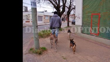 Algunos perros deambulan con actitudes violentas mientras que otros solo buscan la aceptación de las personas. (LA OPINION)