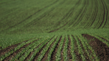 Buenas Prácticas Agrícolas Buenas Prácticas Agrícolas