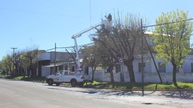 Cooperativa Eléctrica de Pergamino: programa de poda en veredas y avenidas